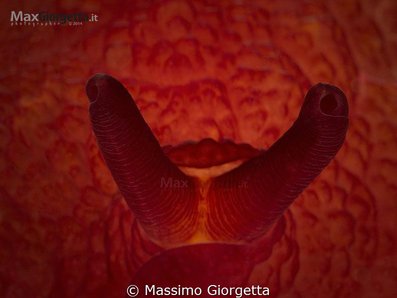 detail of nudibranch by Massimo Giorgetta 