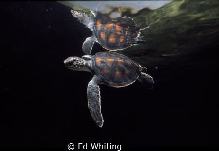 Saved from the nets. Released from a fisherman's net and ... by Ed Whiting 