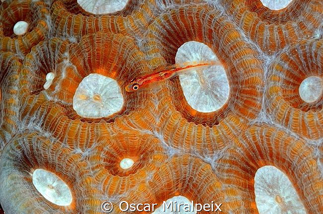 goby by Oscar Miralpeix 