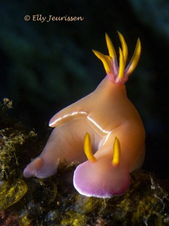 Glowing in the dark by Elly Jeurissen 