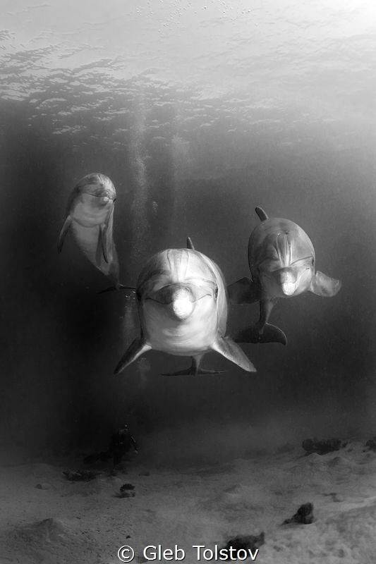 Trio by Gleb Tolstov 