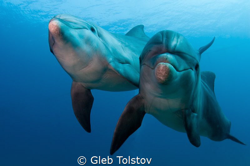 Curiosity by Gleb Tolstov 