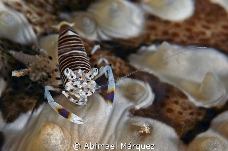 Bumblebee Shrimp by Abimael Márquez 