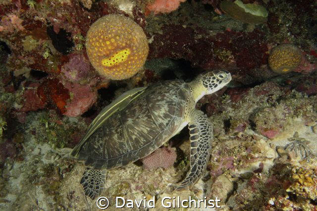 The 'Odd Couple' Turtle and remora taking a time out unde... by David Gilchrist 