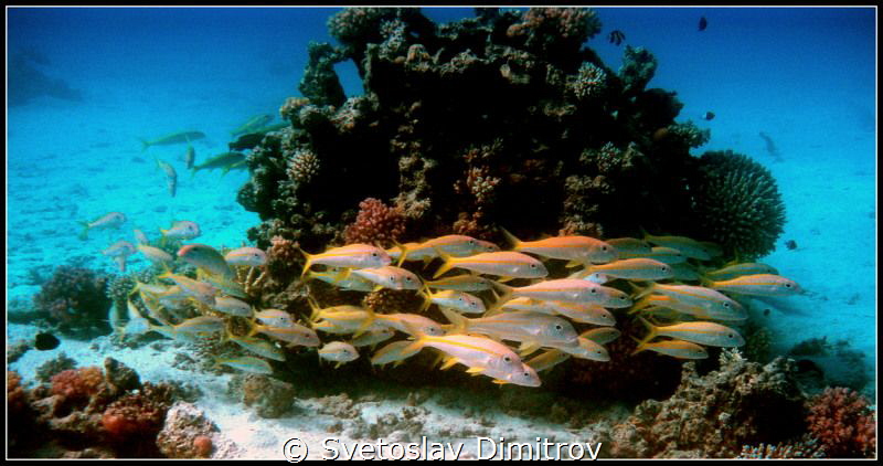 Taken in strong current by Svetoslav Dimitrov 