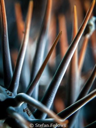 "But he that dares not grasp the thorn Should never crave... by Stefan Follows 