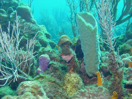 Mushroom Sponge from Roatan, H.A. using Sony F707 by Dan Pearson 