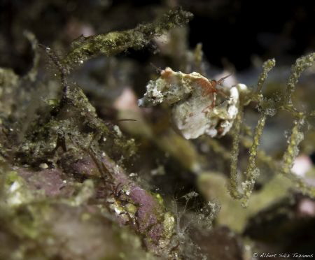 Pontohi Pygmy Seahorse in Raja Ampat by Albert Sáiz Tezanos 