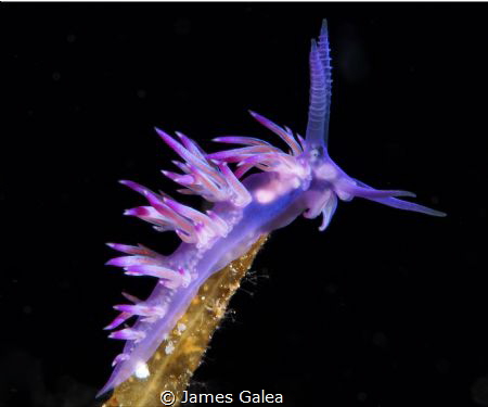Nudibranch on Um El Faroud in Zurrieq, Malta by James Galea 
