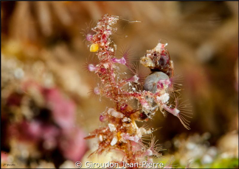 Pontohi seahorse by Giroudon Jean-Pierre 
