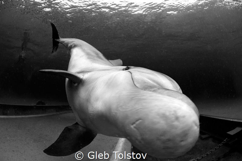 Very close by Gleb Tolstov 