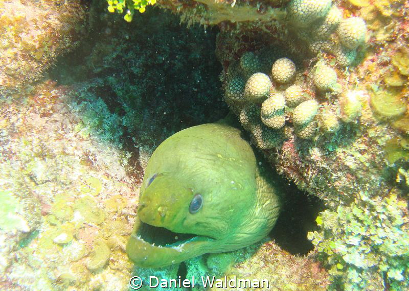 Green Moray Eel taken in San Pedro Belize by Daniel Waldman 