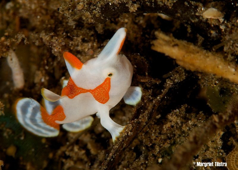 Pinocchio  (juvenile frogfish)
Nikon D80, Ikelite housin... by Margriet Tilstra 