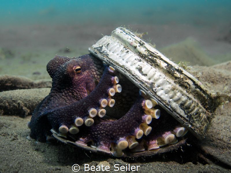 Coconut Octopust trying to hide by Beate Seiler 