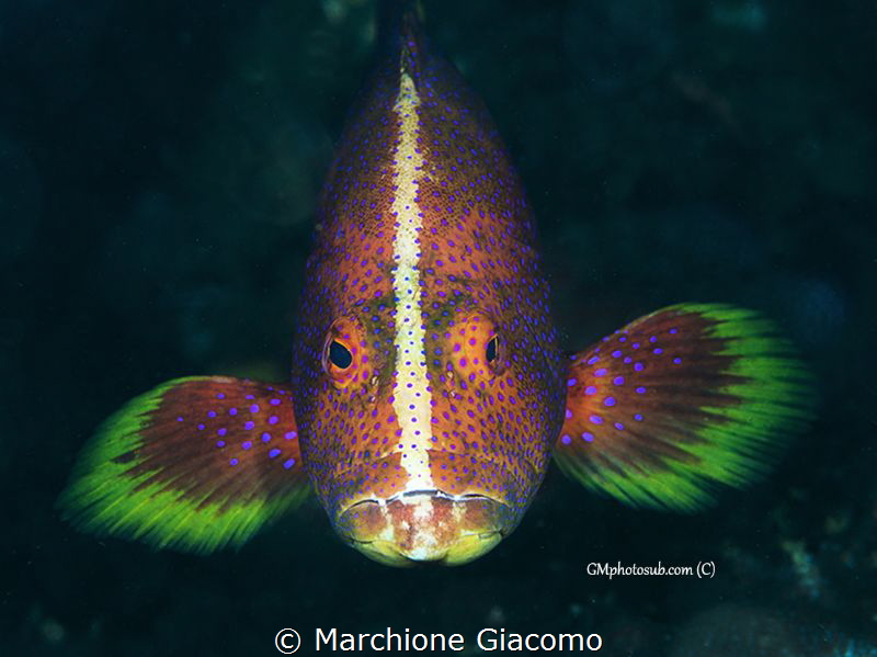 The face
Nikon D800E, 105 macro, twin strobo
Raja Ampat by Marchione Giacomo 
