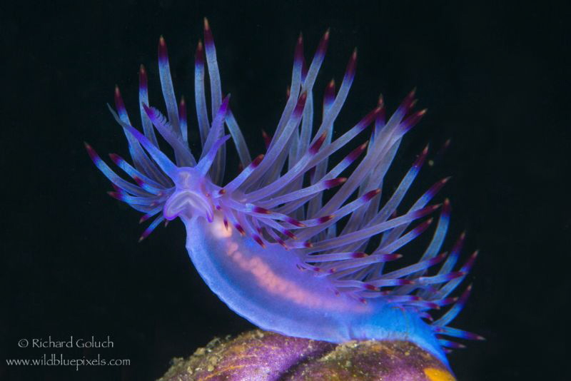 Redline Flabellina-Lembeh by Richard Goluch 