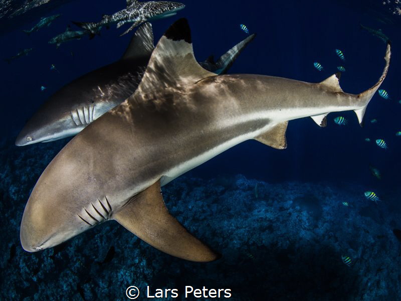 I shoot this photo on Yap, dive site Vertigo. by Lars Peters 