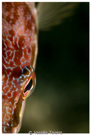 Fish portrait. Canon Macro EF 100mm by Vassilis Tsiairis 