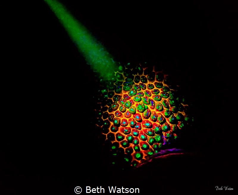 Fluorescent night dive in Bonaire. by Beth Watson 