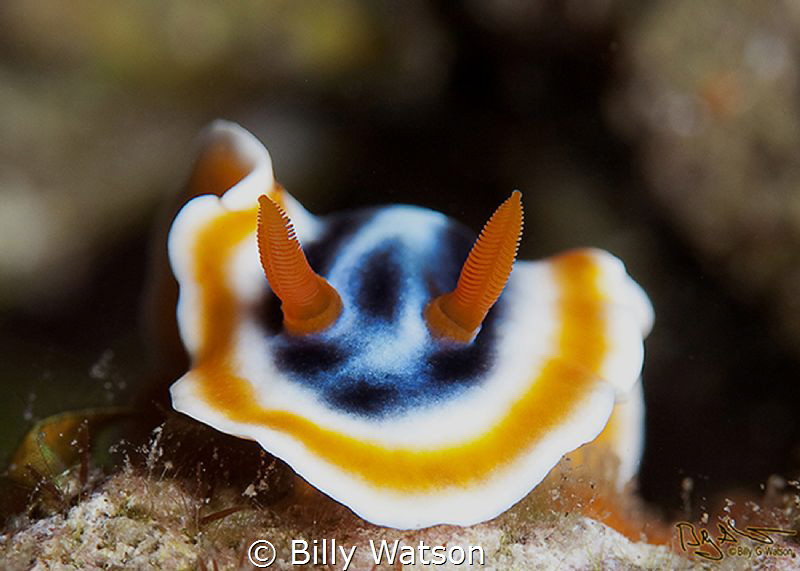 Chromodoris quadricolor by Billy Watson 
