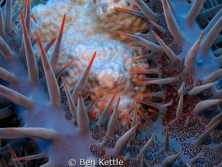 Thorny beauty. by Ben Kettle 