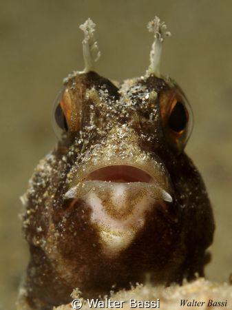 "Kiss me" by Walter Bassi 