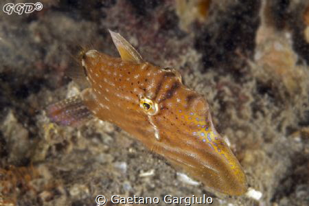 The diagonal swimmer :-) by Gaetano Gargiulo 