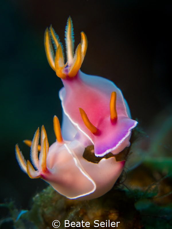 A pair of Buloki by Beate Seiler 