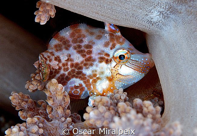 This little guy is biting the soft coral for the strong c... by Oscar Miralpeix 