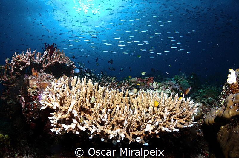 in raja ampat by Oscar Miralpeix 