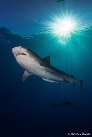 A beautiful day at Tiger Beach with 5 tiger sharks by Markus Davids 