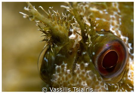 Blenny, close up by Vassilis Tsiairis 