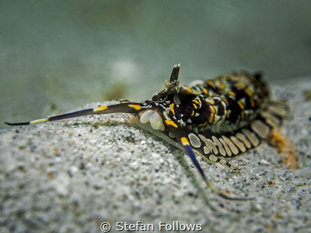 "Ambition can creep as well as soar." Edmund Burke. Nudib... by Stefan Follows 