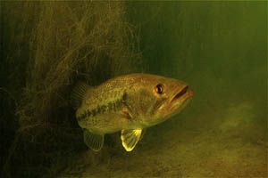 freshwater bass lying in ambush.d70 and 10.5 with filter by Gregory Grant 
