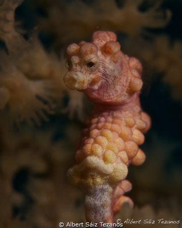 Weird color Bargibanti pygmy in Malapascua, Philippines. by Albert Sáiz Tezanos 
