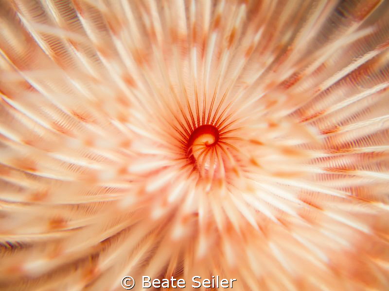 the middle of a worm by Beate Seiler 