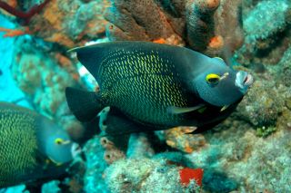 St. Croix, Aquarium, D-70s with strobe by Larry Polster 