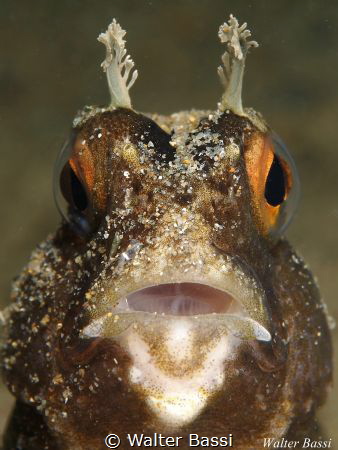 look at me
 by Walter Bassi 