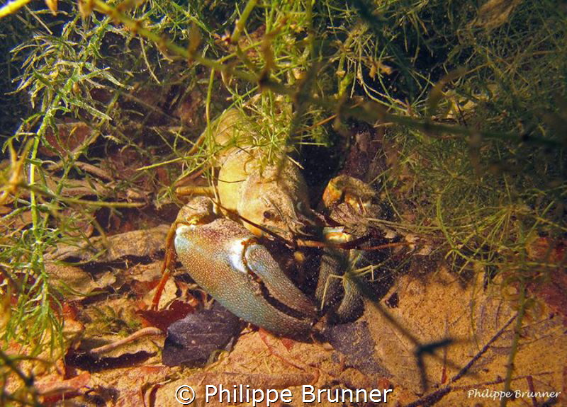 Crayfish by Philippe Brunner 