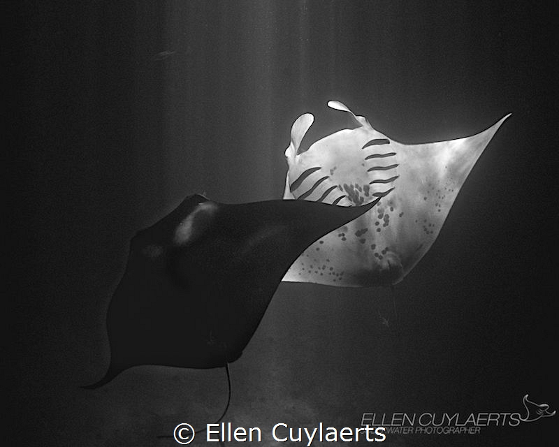 Yin Yang
Manta dance at night in Kona Hawaii by Ellen Cuylaerts 