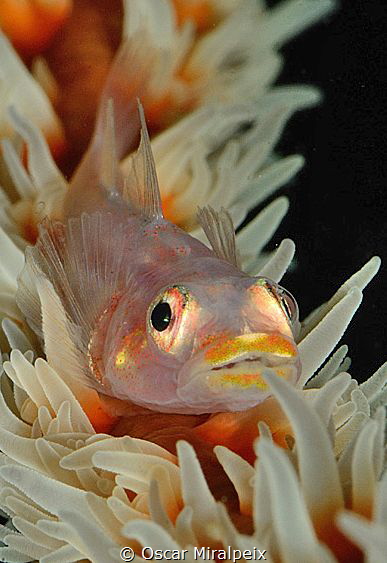 goby by Oscar Miralpeix 