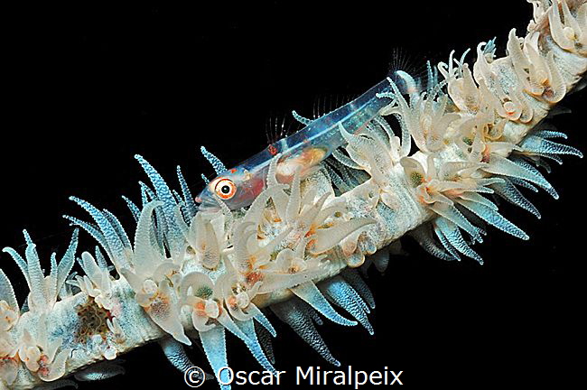 goby by Oscar Miralpeix 