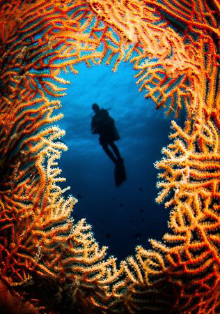 Close focus wide angle framing by Steven Miller 