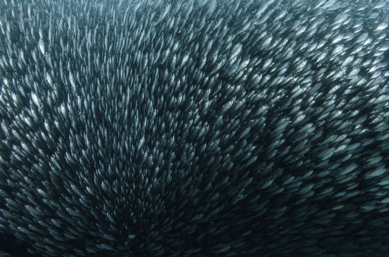 I was shooting this bait ball when a jack fish gang attac... by Dmitry Starostenkov 
