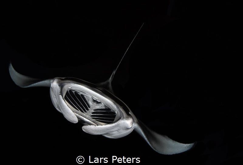 Midnight Manta - Fesdu Lagoon, North Ari Atoll by Lars Peters 