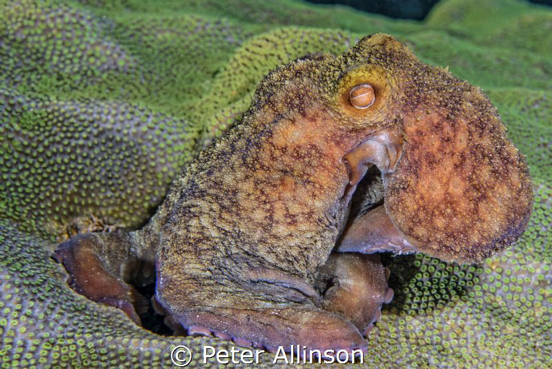 Caribbean octopus at night off of Little cayman by Peter Allinson 