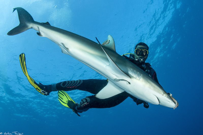 Silky shark tonic immobility by Mathieu Foulquié 