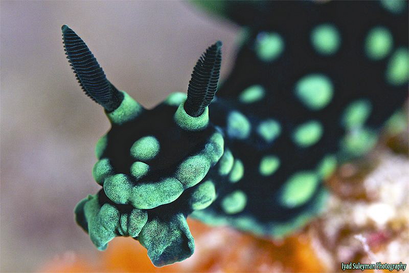 Nembrotha cristata by Iyad Suleyman 