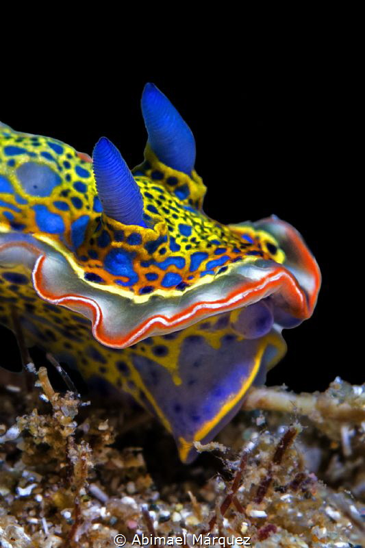 Nudi 2 by Abimael Márquez 