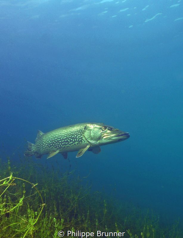 Pike by Philippe Brunner 